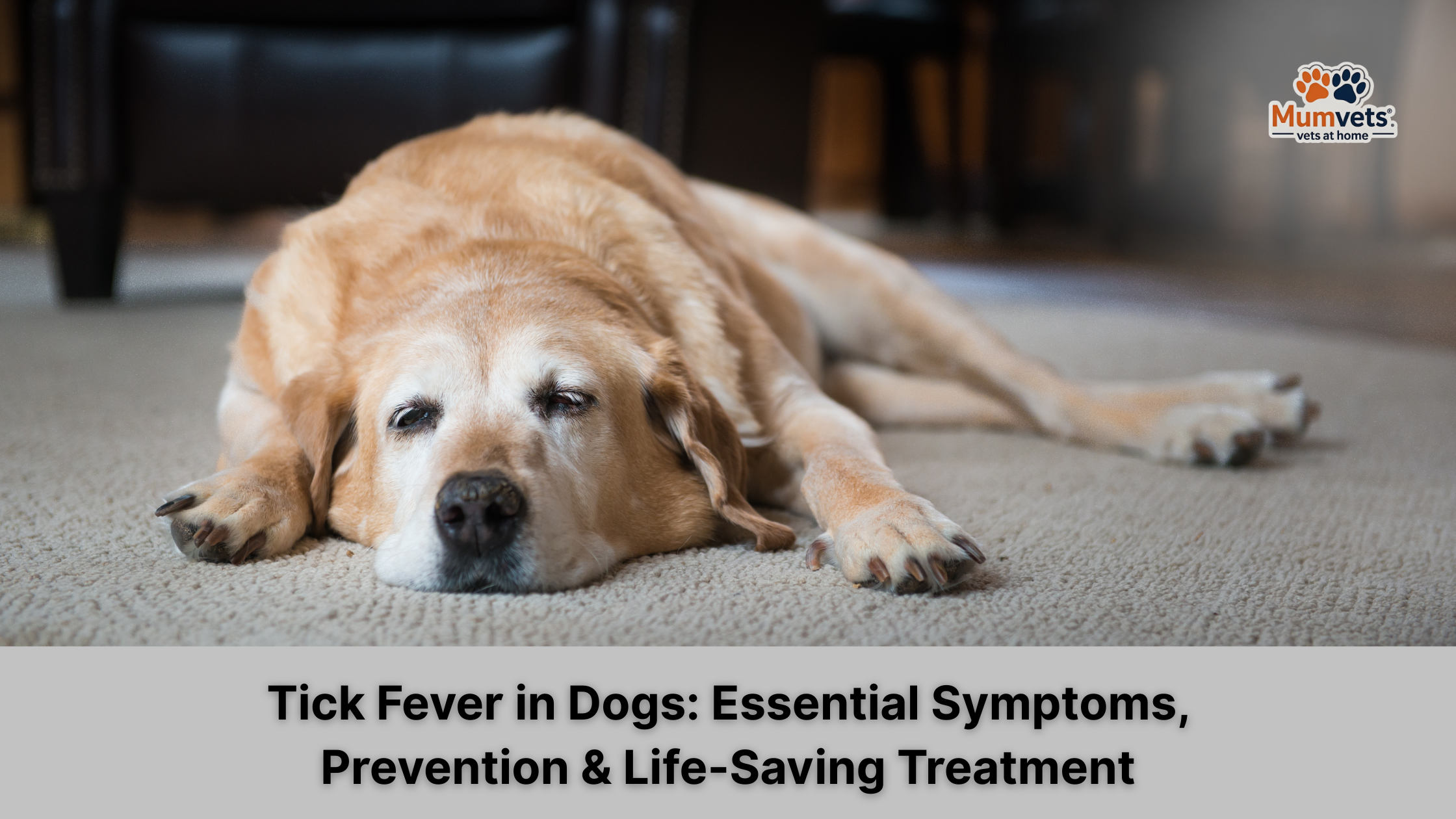 Tick Fever in Dogs